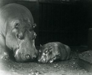 Flodhest Joan med sin mannlige kalv Jimmy i London Zoo i mars 1927 av Frederick William Bond