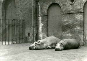Flodhester Bobbie og Joan i London Zoo, juli 1923 (bw-bilde) av Frederick William Bond