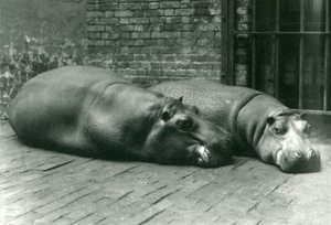 Flodhester Bobbie og Joan ligger nede i innhegningen deres i London Zoo, juli 1923 (bw-bilde) av Frederick William Bond