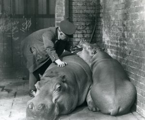 Flodhestene Joan og Jimmy i London Zoo i 1927 av Frederick William Bond