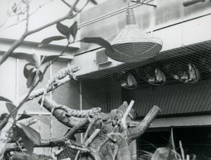 Iguaner, soler seg på grener og nyter det kunstige sollys i innhegningen deres, London Zoo, august 1928 (s/hvitt-bilde) av Frederick William Bond