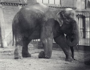 Indisk elefant, Assam Lukhi, kneler sammen med keeper i London Zoo, april 1914 av Frederick William Bond