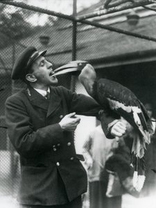 Keeper, T. Raggett mater en stor indisk hornfugl med en frukt holdt i munnen. London Zoo 1924 av Frederick William Bond