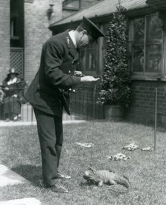 Keeper Collins på en plen i London Zoo med en Clouded Rock Iguana i ledning, London Zoo, 1924 av Frederick William Bond