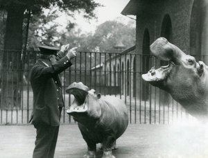Keeper Ernie Bowman med flodhestene Bobbie og Joan i London Zoo, juli 1923 (bw-bilde) av Frederick William Bond