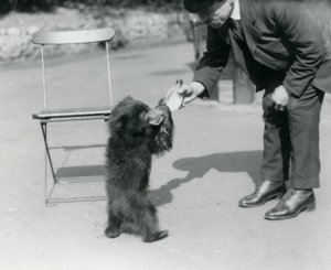 Keeper Harry Warwick mater en dovendyrbjørnunge i London Zoo, august 1921 av Frederick William Bond