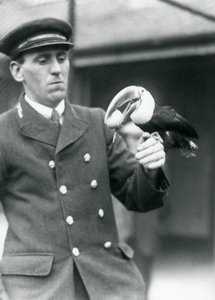 Keeper, Thomas Raggett, holder en rødnebbet tukan med et egg i munnen i London Zoo i 1924 av Frederick William Bond