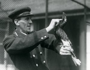 Keeper, Thomas Raggett, strøk en stor indisk hornfugl under nebben i London Zoo, 1924 av Frederick William Bond