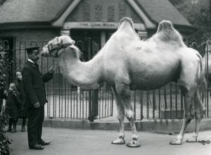 Keeper W. Styles, med en baktrisk kamel, utenfor Lamahuset i London Zoo, juli 1914 av Frederick William Bond