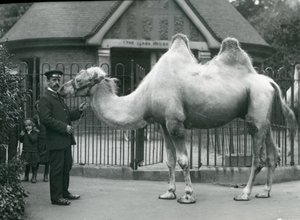 Keeper W. Styles, med en baktrisk kamel, utenfor Lamahuset i London Zoo, juli 1914 av Frederick William Bond
