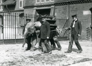 Keepers Jack Milbourne, H Robertson og Thomas trener en ung asiatisk elefant, London Zoo, mai 1922 (bw-bilde) av Frederick William Bond