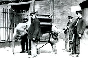 Keepers Jack Milbourne, H Robertson og Thomas trener en ung asiatisk elefant, London Zoo, mai 1922 (bw-bilde) av Frederick William Bond