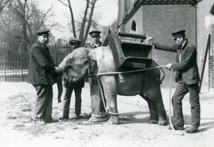 Keepers Jack Milbourne, H Robertson og Thomas trener en ung asiatisk elefant, London Zoo, mai 1922 (bw-bilde) av Frederick William Bond