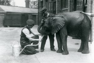 Voktere hjelper unge mannlige afrikanske elefant Kiberenge å drikke fra en slange som er festet til en vannkanne, London Zoo, juli 1924 av Frederick William Bond