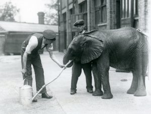 Voktere hjelper unge mannlige afrikanske elefant Kiberenge med å drikke fra en slange som er festet til en vannkanne, London Zoo, juli 1924 av Frederick William Bond