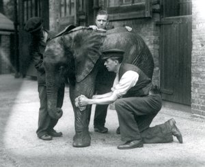 Keepere som oljer huden til den unge mannlige afrikanske elefanten Kiberenge, London Zoo, juli 1924 av Frederick William Bond