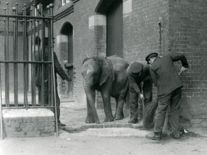 Keepere med ung hann afrikansk elefant Kiberenge, London Zoo, 1924 av Frederick William Bond