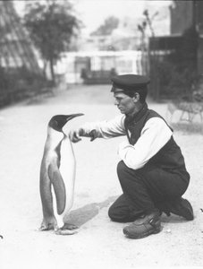 King Penguin, med keeper Harry Munro, 1914 av Frederick William Bond