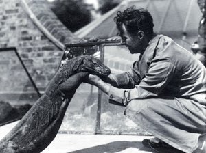 Komodo-dragen Sumbawa med keeper H. Alec Budd, 1928 av Frederick William Bond