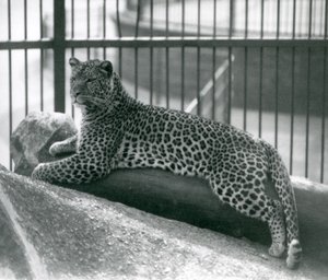 Leopard Rex liggende på en tømmerstokk i innhegningen hans i London Zoo i juli 1925 av Frederick William Bond