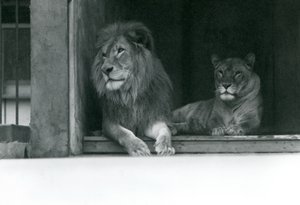 Løve og løvinne Kuja og Caroline ved ZSL London Zoo, juli 1924 av Frederick William Bond