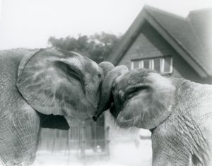 Den afrikanske elefanten Kiberenge og den afrikanske elefanten Hango hilser på hverandre ved å knytte snabelen i London Zoo i oktober 1927. Kiberenge hadde blitt presentert for London Zoo av H.E. Sir Horace Byatt av Frederick William Bond