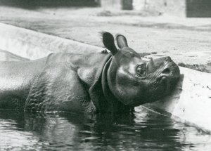 Mannlig indisk neshorn Felix nyter et bad i bassenget sitt i London Zoo i juni 1928 av Frederick William Bond