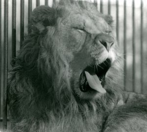 Mannløven, Abdullah, gjesper i innhegningen sin i London Zoo i 1925 av Frederick William Bond