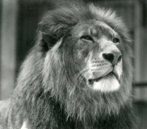 Hannløve Kuja i London Zoo i august 1924 av Frederick William Bond