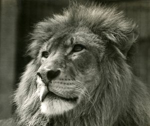Hannløve Kuja i London Zoo i august 1924