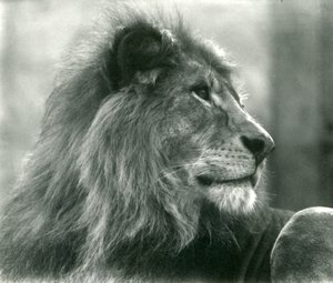 Hannløve Kuja i London Zoo i januar 1925 av Frederick William Bond
