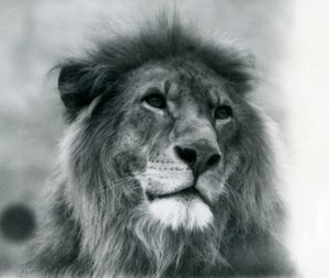 Hannløve Kuja i London Zoo i januar 1925 av Frederick William Bond