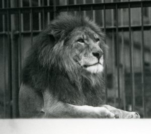 Hannløve 'Kuja' liggende i innhegningen sin i London Zoo i januar 1925 (s/hv-bilde) av Frederick William Bond