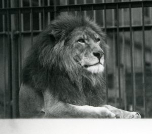 Hannløven Kuja ligger nede i innhegningen sin i London Zoo i januar 1925 av Frederick William Bond