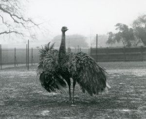 Mannlig samtalevisning ved en Greater Rhea, London Zoo av Frederick William Bond
