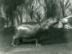 Percy, en ung pygmeflodhest som blir håndmatet i London Zoo, november 1923 (bw-bilde) av Frederick William Bond