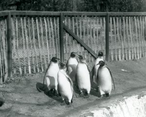 Seks kongepingviner gikk ved bassenget deres i London Zoo i 1927 av Frederick William Bond