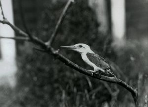 Storkenebbkongefugl hviler på en gren, denne underarten er fra Sulu-skjærgården på Filippinene, London Zoo av Frederick William Bond