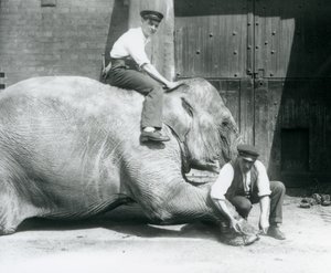 Sundermalah får den fremre foten trimmet av en keeper, med en fil, mens en annen sitter på ryggen hennes, London Zoo, august 1926 av Frederick William Bond