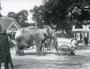 Syed Ali rir Indianrani bak en gravbåre, London Zoo, oktober 1925 av Frederick William Bond