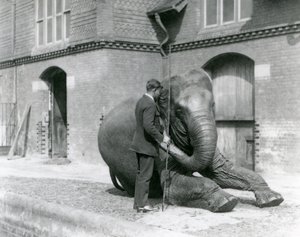 Syed Ali, trener Indiarani foran Elephant House, London Zoo, august 1923 (bw-bilde) av Frederick William Bond