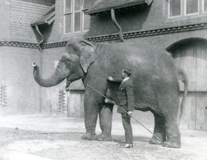 Syed Ali, trener Indiarani foran Elephant House, London Zoo, august 1923 (bw-bilde) av Frederick William Bond