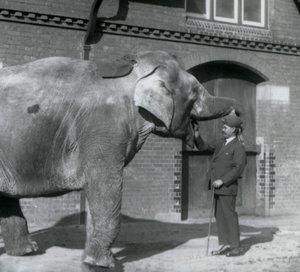 Syed Ali trener Indiarani foran Elephant House, London Zoo, oktober 1925 av Frederick William Bond