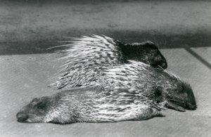 Three Cape South African Porcupines, London Zoo, 1925 av Frederick William Bond