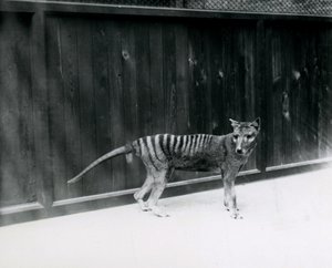 Thylacine Tasmanian Wolf i London Zoo, før 1930 av Frederick William Bond