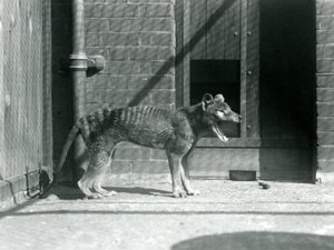 Thylacine / Tasmanian Wolf i London Zoo i august 1926 (s/hv-bilde) av Frederick William Bond