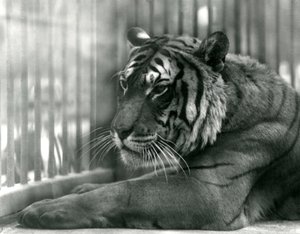 Tiger Sam i London Zoo, 1925 av Frederick William Bond