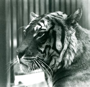 Tiger Sam i London Zoo i 1925