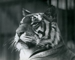 Tigress Sally i London Zoo i 1927 av Frederick William Bond