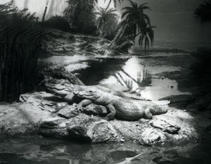 To Alligatorer, i panorama-innstilling, i London Zoo i juni 1927 av Frederick William Bond